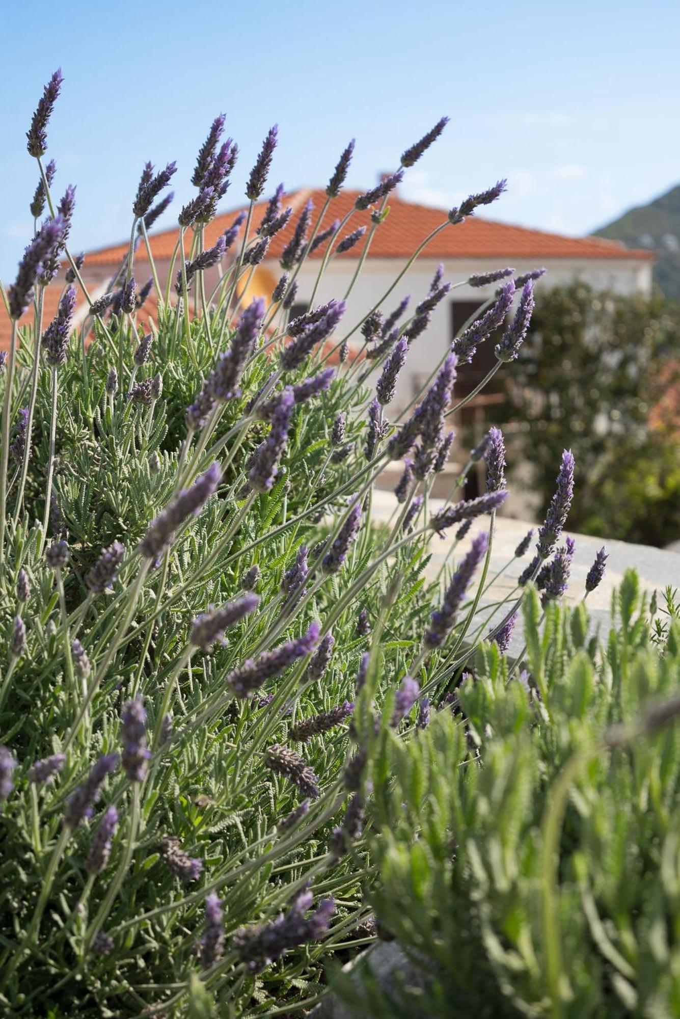Fasolaki Skopelos - Eco Residencies Ngoại thất bức ảnh